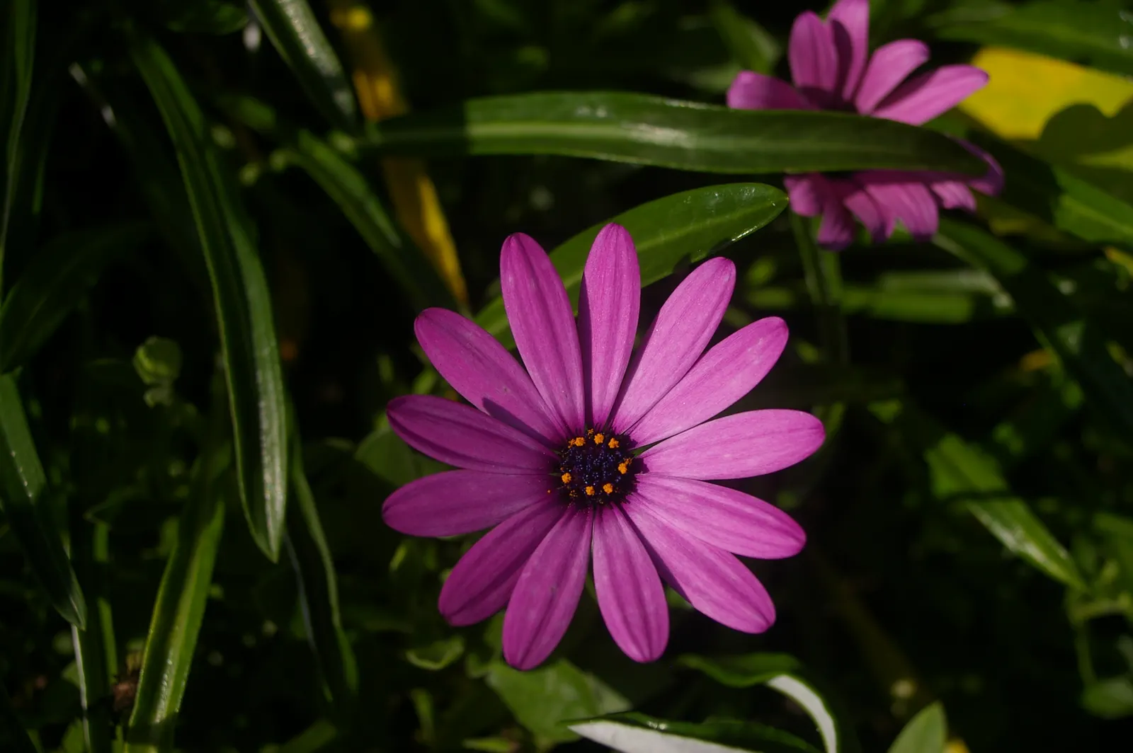 Trailing African Daisy (Osteospermum Fruticosum) — with a variety of hues like purple