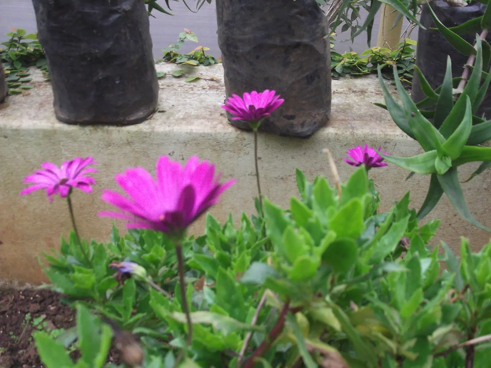 Trailing African Daisy (Osteospermum Fruticosum) — offering a long season of interest.<br><br>Preferring full sun exposure