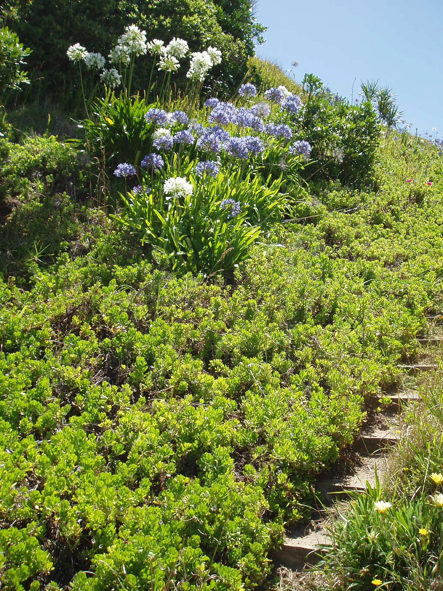 Trailing African Daisy (Osteospermum Fruticosum) — Indigenous to South Africa