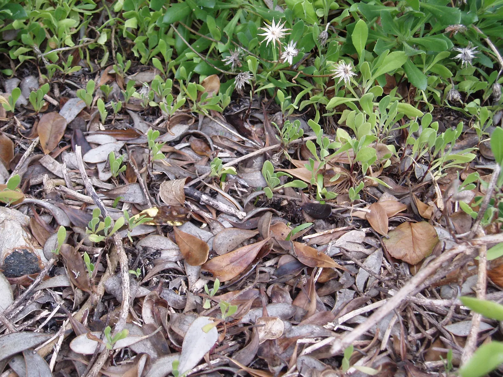 Trailing African Daisy (Osteospermum Fruticosum) — Its vigorous stems, reaching 2-3 ft long, interweave to create dense groundcover