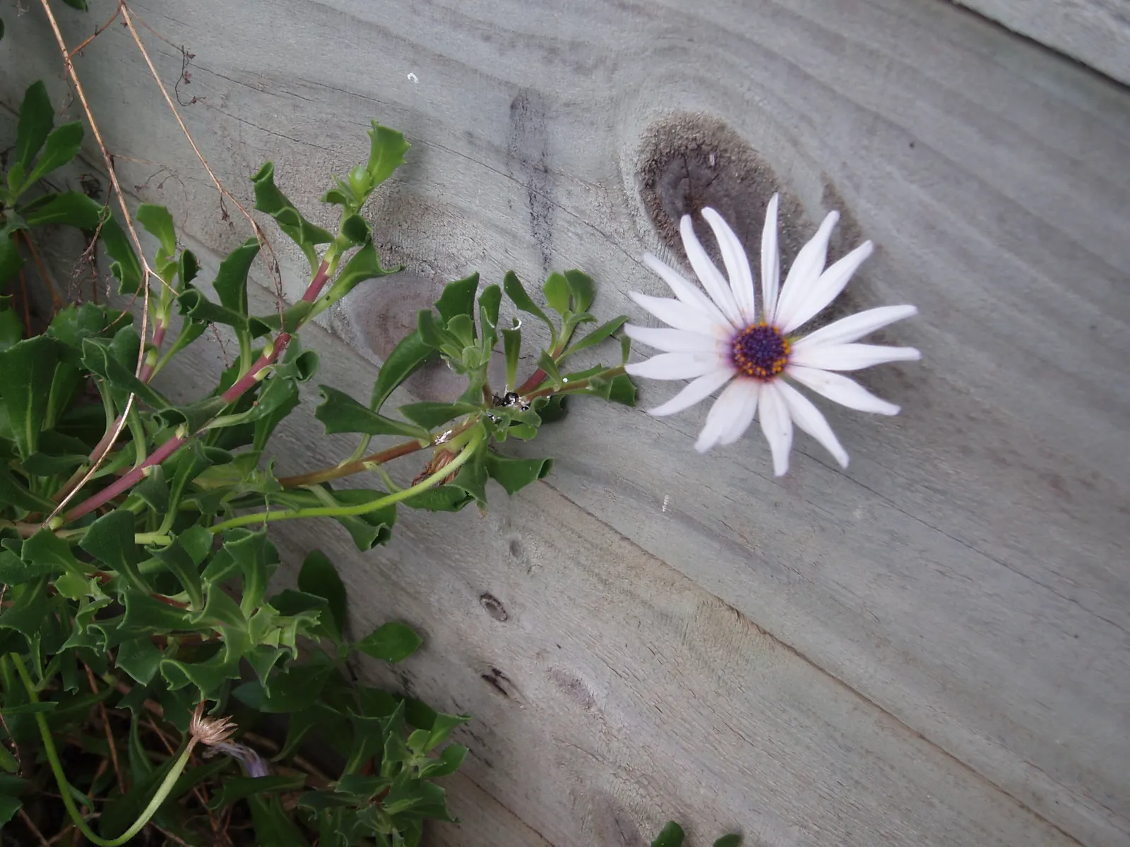 Trailing African Daisy (Osteospermum Fruticosum) — These blossoms delight from late spring to fall