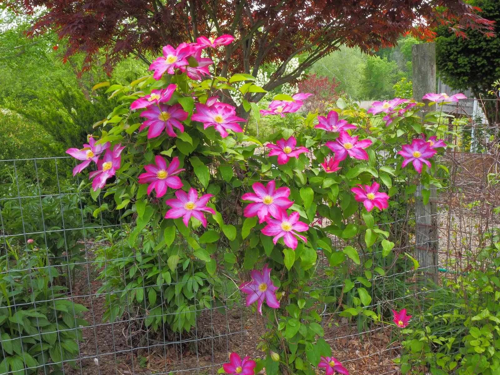 Pink Champagne Clematis (Clematis 'Pink Champagne') — is a captivating climbing vine that will undoubtedly become a focal point in any garden landscape