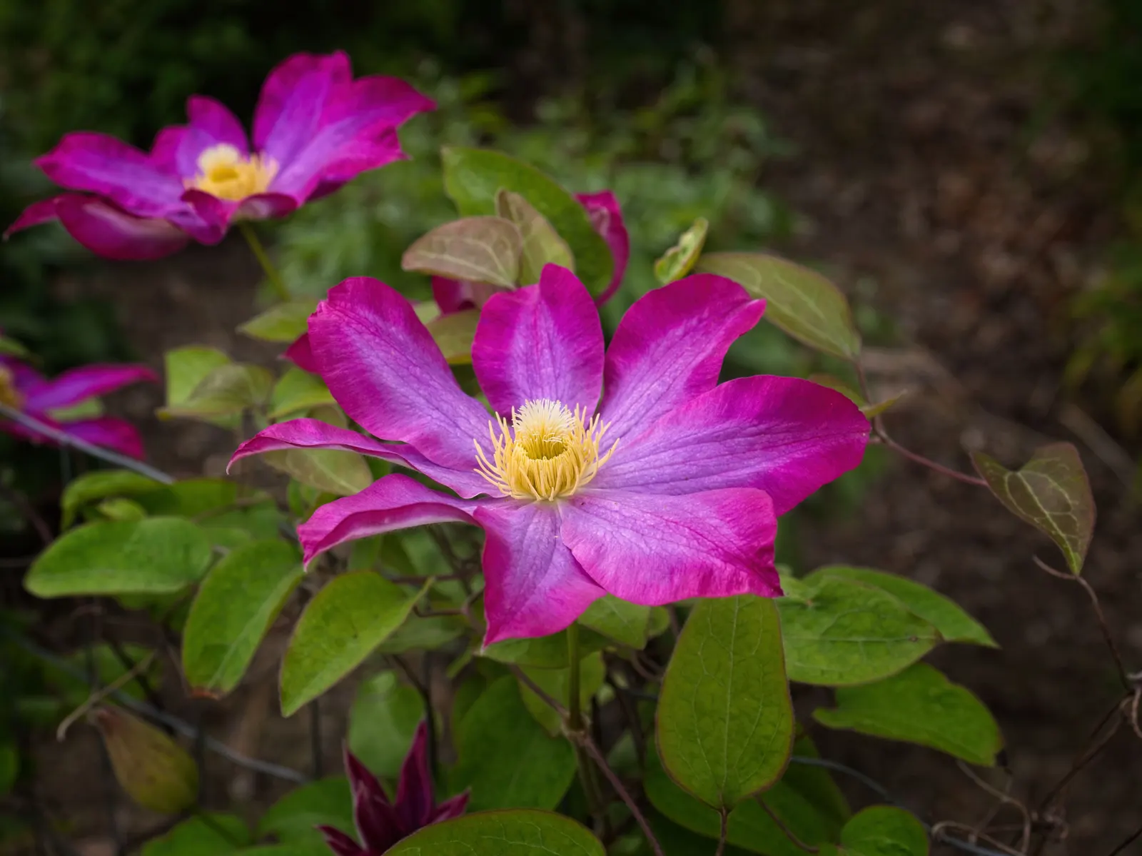 Pink Champagne Clematis (Clematis 'Pink Champagne') — Prefers well-drained soil in full sun to partial shade