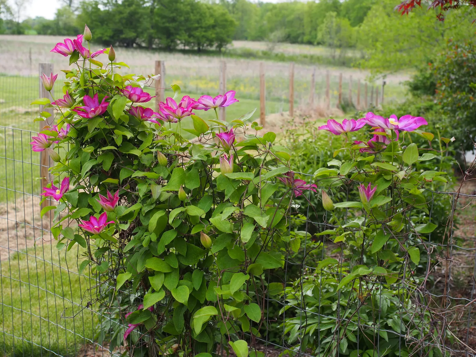 Pink Champagne Clematis (Clematis 'Pink Champagne') — Blooms profusely from late spring to early autumn, promoting privacy and vertical interest