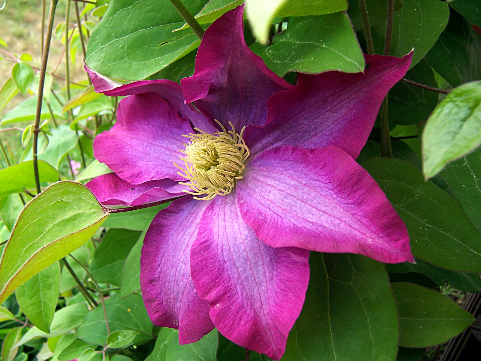 Pink Champagne Clematis (Clematis 'Pink Champagne') — with a spread of about 4 to 6 feet