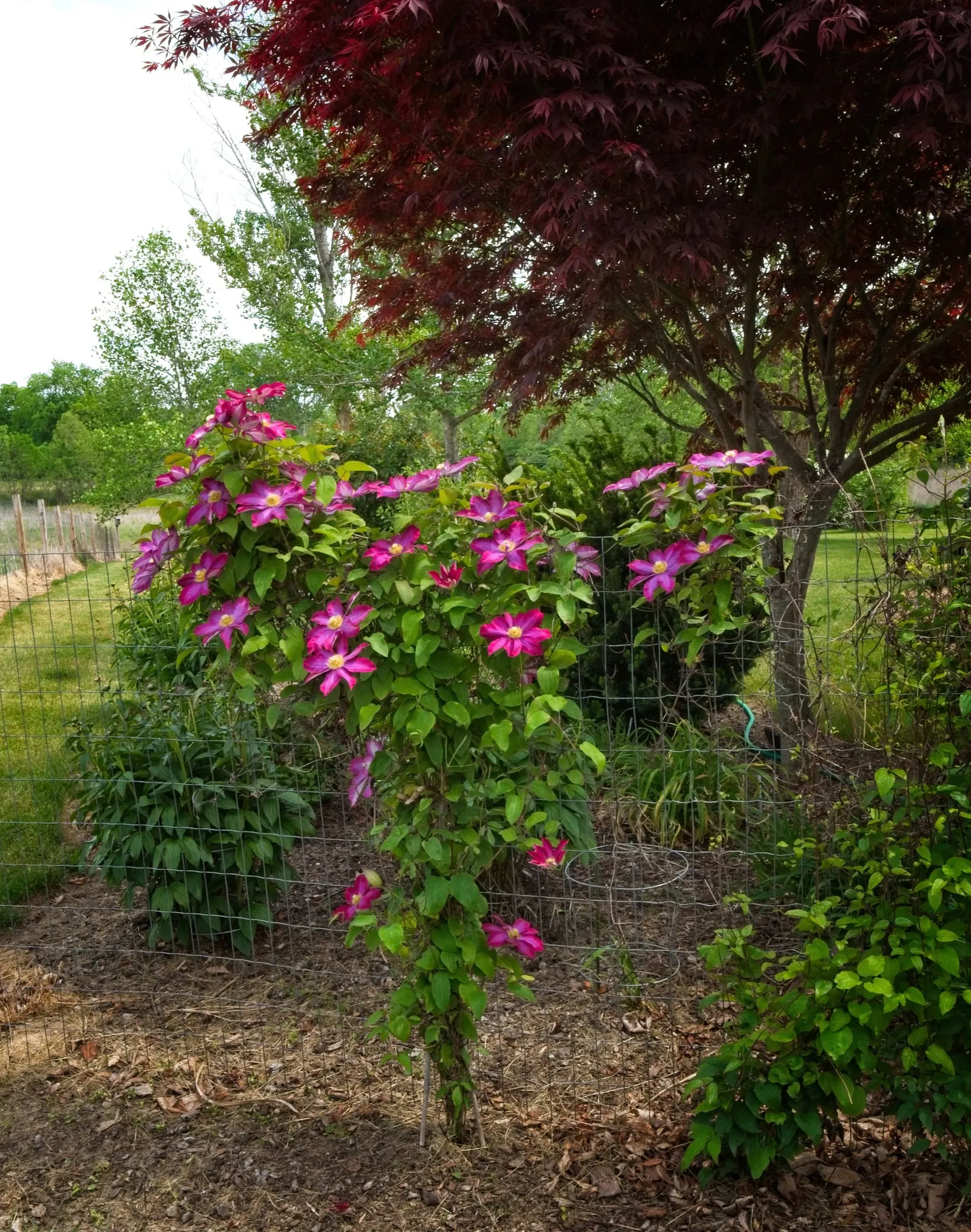 Pink Champagne Clematis (Clematis 'Pink Champagne') — scientifically known as Clematis 'Pink Champagne'