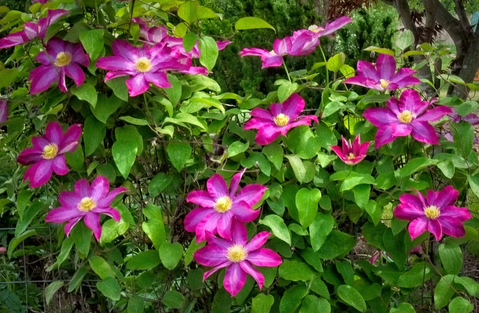 Pink Champagne Clematis (Clematis 'Pink Champagne') — The Blue Ribbons Clematis