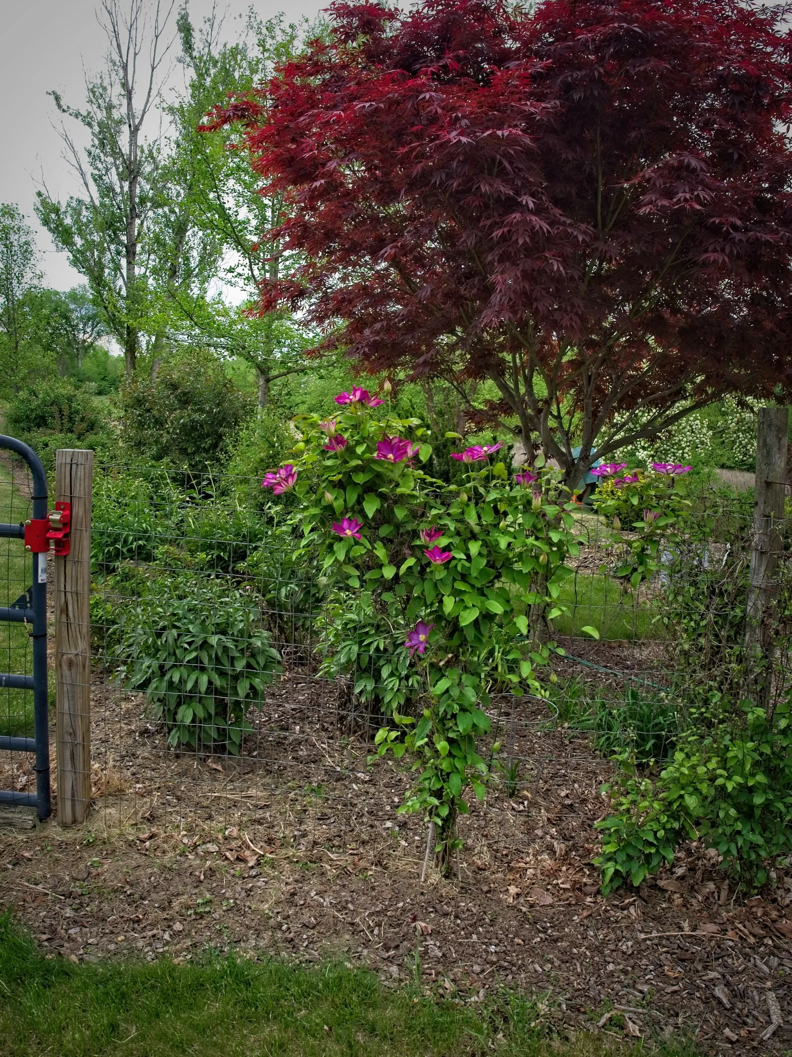 Pink Champagne Clematis (Clematis 'Pink Champagne') — This perennial vine boasts a height of 6-8 feet and a spread of 2-4 feet, ideal for trellises or arbors