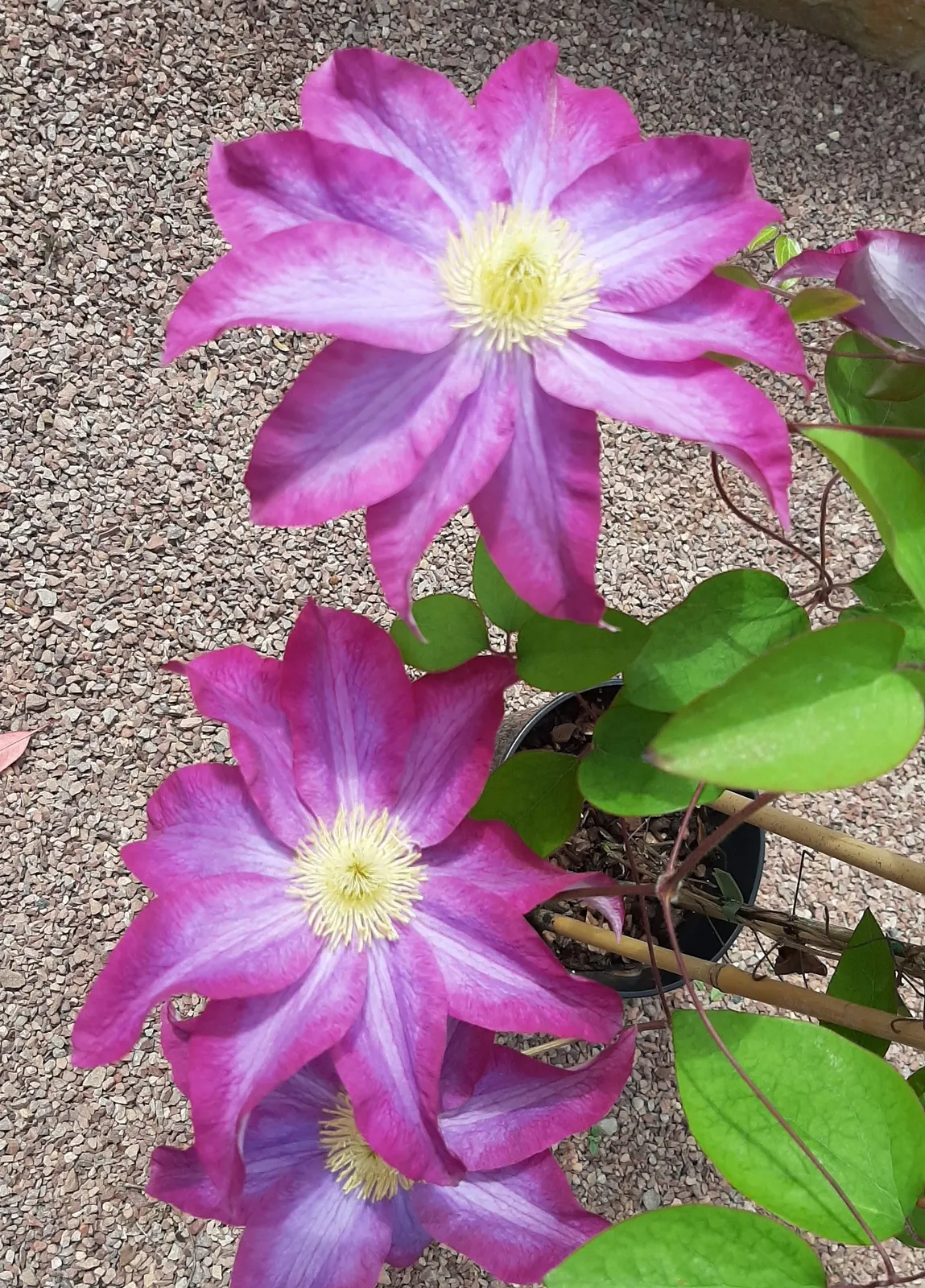 Pink Champagne Clematis (Clematis 'Pink Champagne') — This vigorous grower often reaches heights of up to 8 to 12 feet