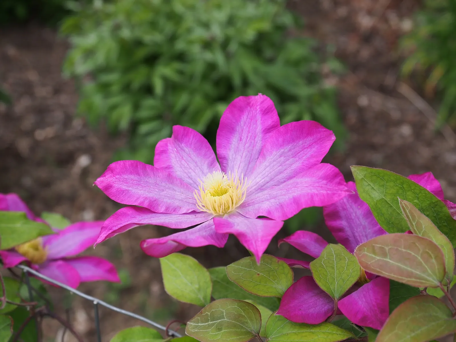 Pink Champagne Clematis (Clematis 'Pink Champagne') — Hardy in USDA zones 4-9, providing versatile climatic adaptability