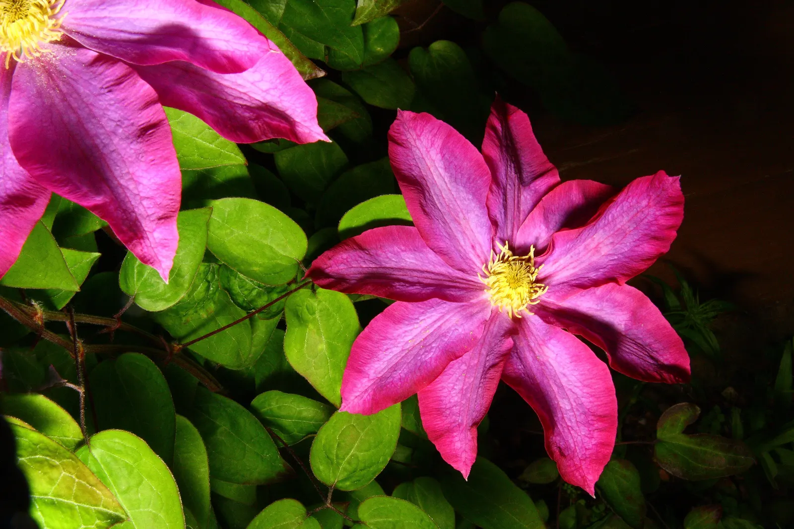 Pink Champagne Clematis (Clematis 'Pink Champagne') — features vibrant pink petals with a delicate center tuft of creamy stamens