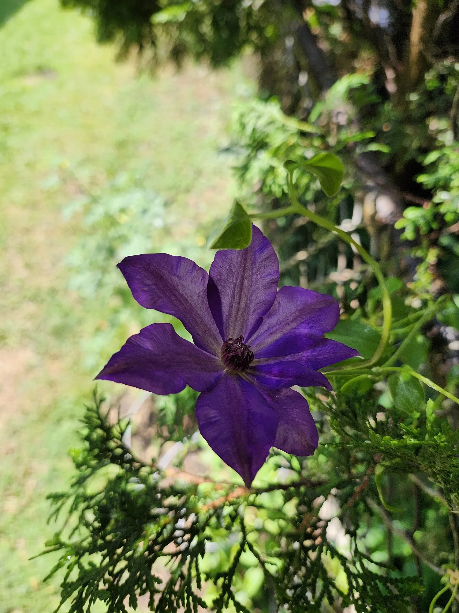 Pink Champagne Clematis (Clematis 'Pink Champagne') — Hardy in USDA zones 4-9, providing versatile climatic adaptability; adding dynamism to the garden