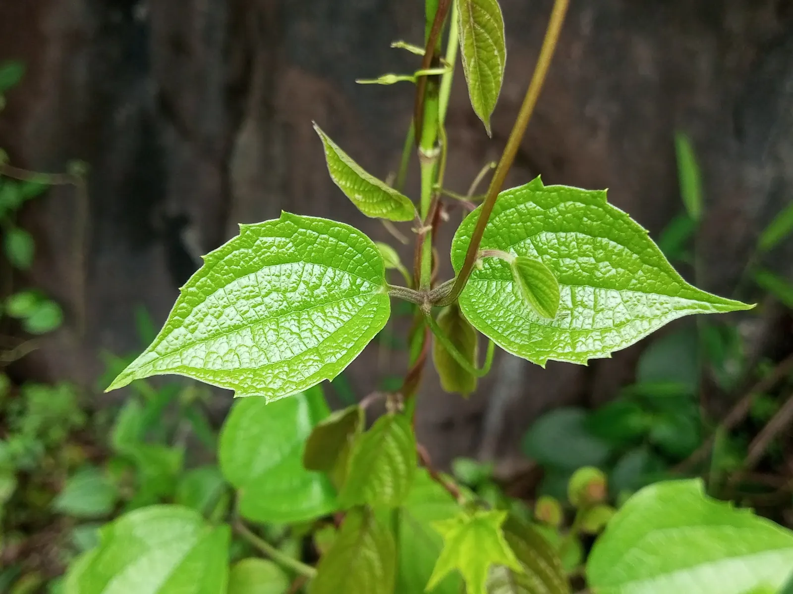 Pink Champagne Clematis (Clematis 'Pink Champagne') — This perennial vine boasts a height of 6-8 feet and a spread of 2-4 feet, ideal for trellises, image 25