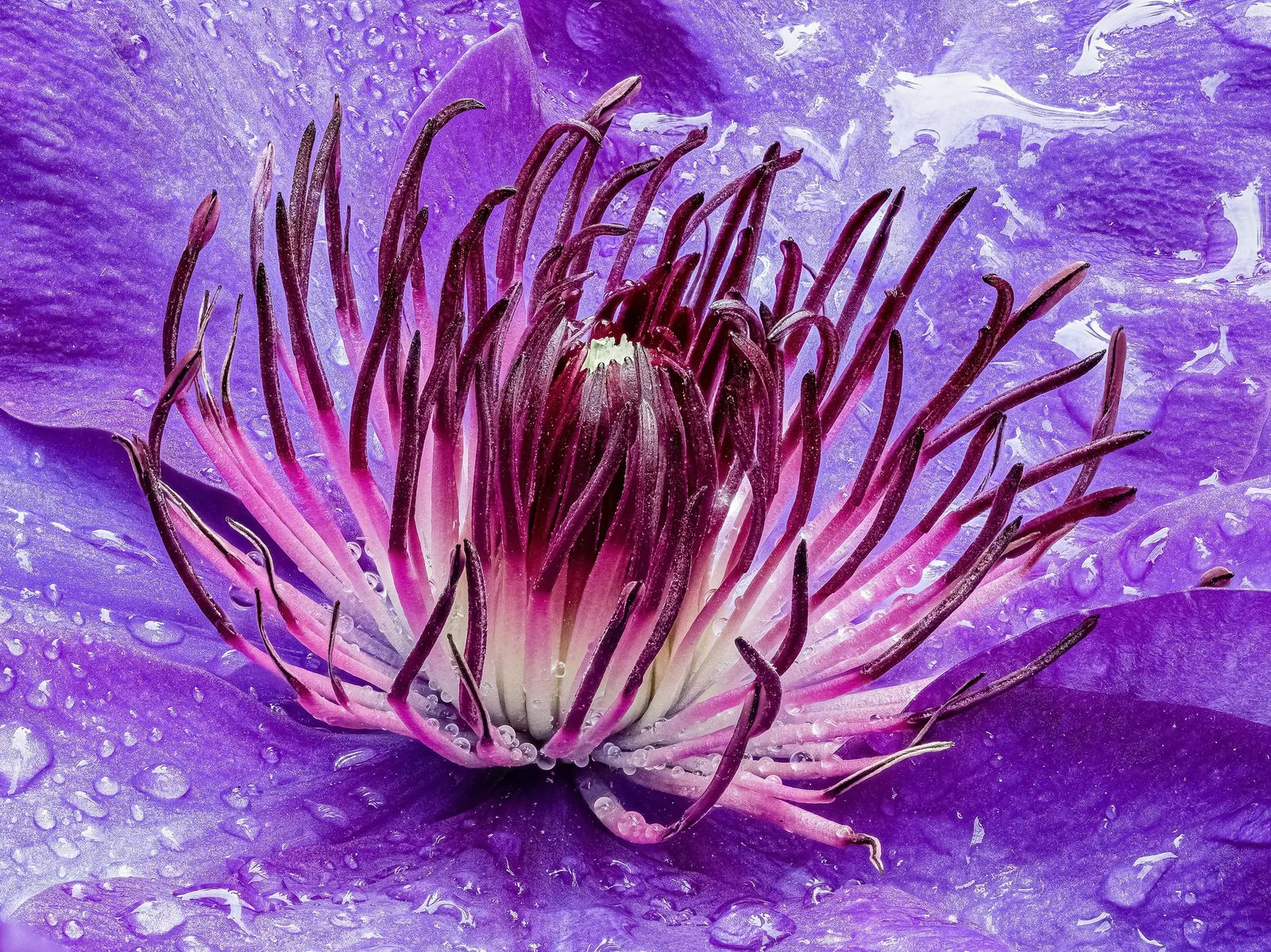 Pink Champagne Clematis (Clematis 'Pink Champagne') — showcasing an array of vibrant pink flowers