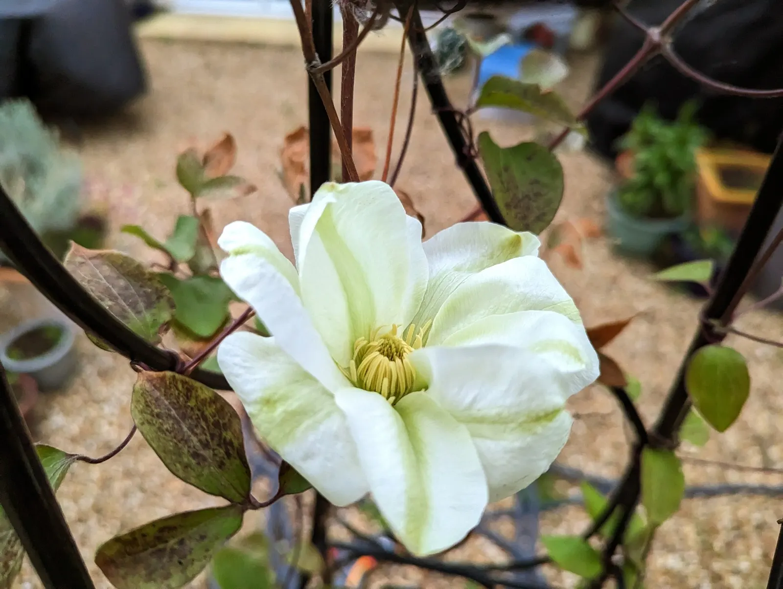 Pink Champagne Clematis (Clematis 'Pink Champagne') — The Blue Ribbons Clematis; blooms profusely from late spring to early autumn, promoting privacy and
