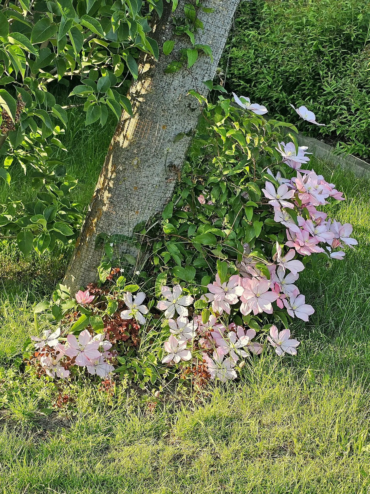 Pink Champagne Clematis (Clematis 'Pink Champagne') — scientifically known as Clematis 'Pink Champagne'; features vibrant pink petals with a delicate center