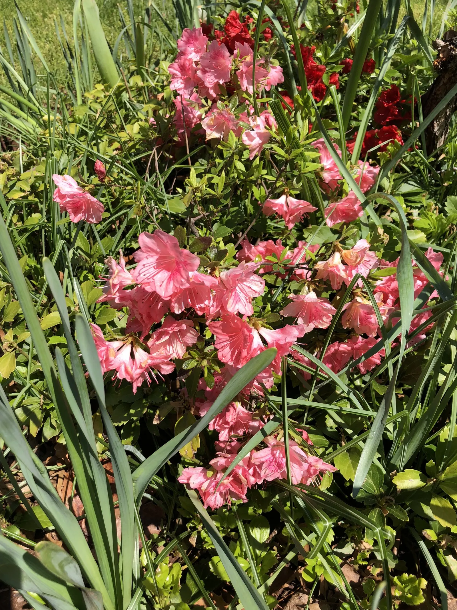 Blaauw's Pink Azalea (Azalea 'Blaauw's Pink') — Mature size reaches up to 5 feet in both height and spread
