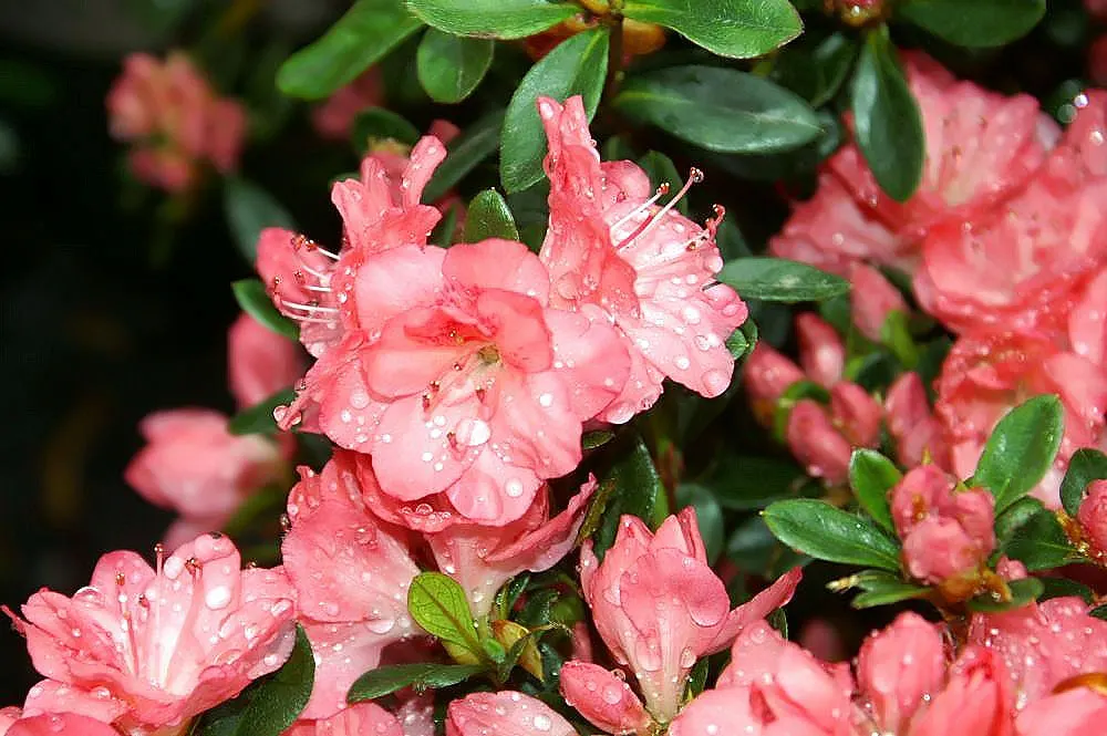 Blaauw's Pink Azalea (Azalea 'Blaauw's Pink') — its compact growth habit makes it an ideal choice for foundation plantings