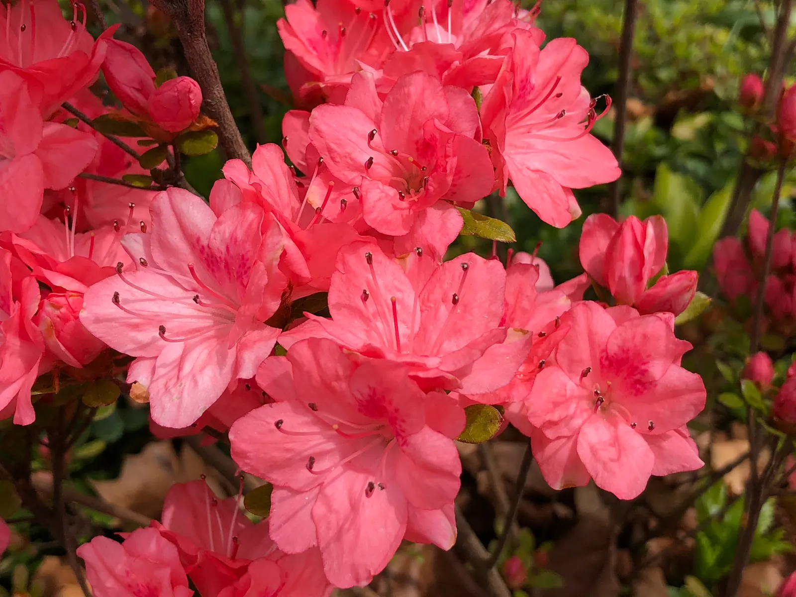 Blaauw's Pink Azalea (Azalea 'Blaauw's Pink') — with partial shade offering the best circumstances for a robust flowering season