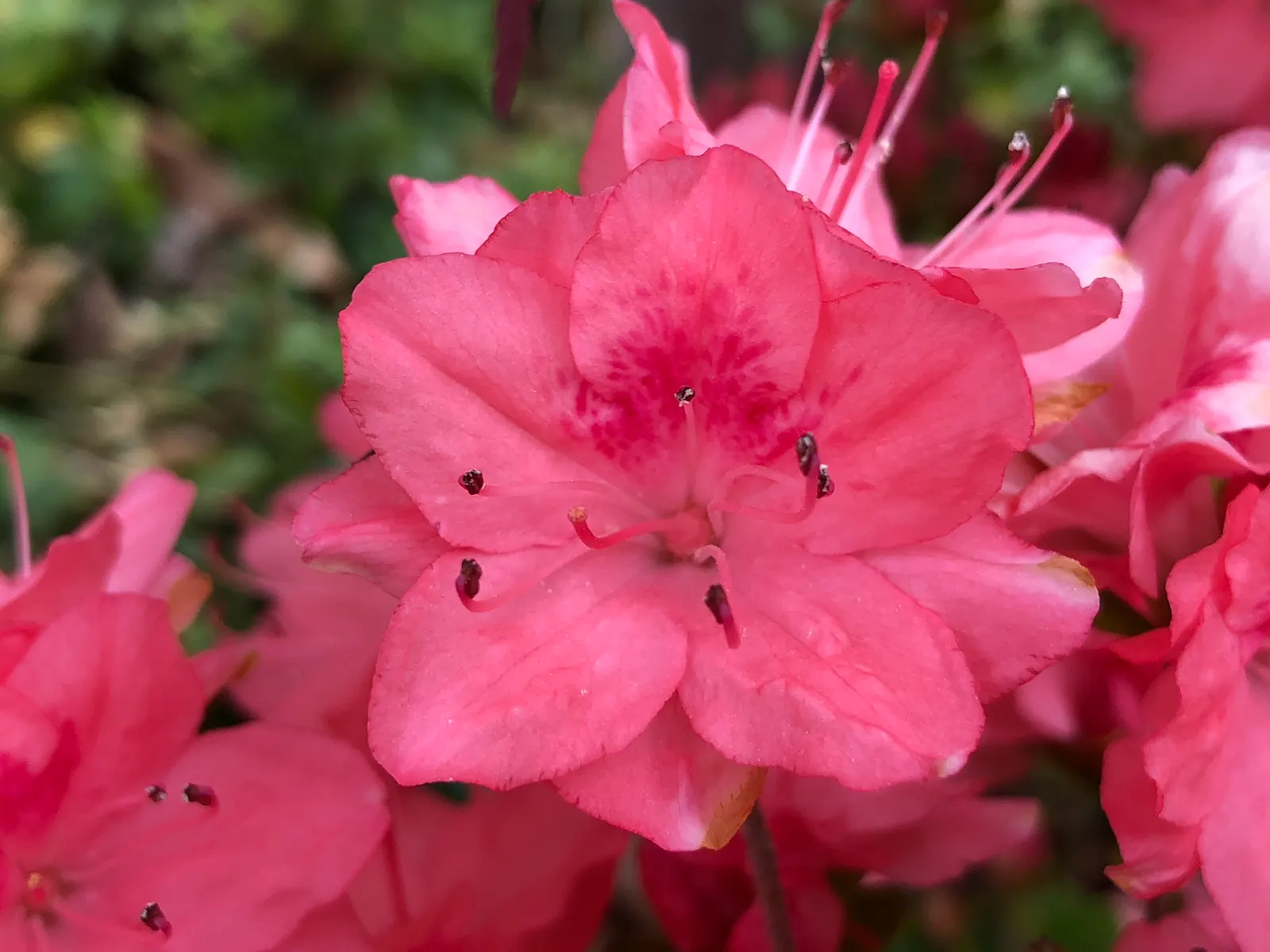 Blaauw's Pink Azalea (Azalea 'Blaauw's Pink') — Standing at a mature height of approximately 3 to 5 feet with an equal spread