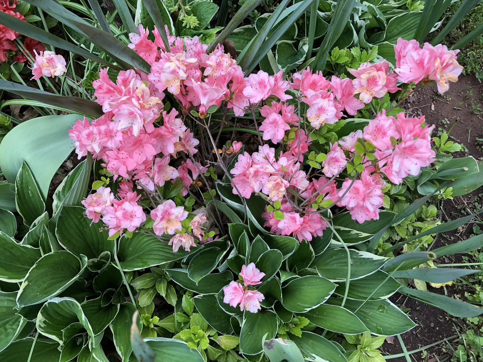 Blaauw's Pink Azalea (Azalea 'Blaauw's Pink') — shrub with pink blooms