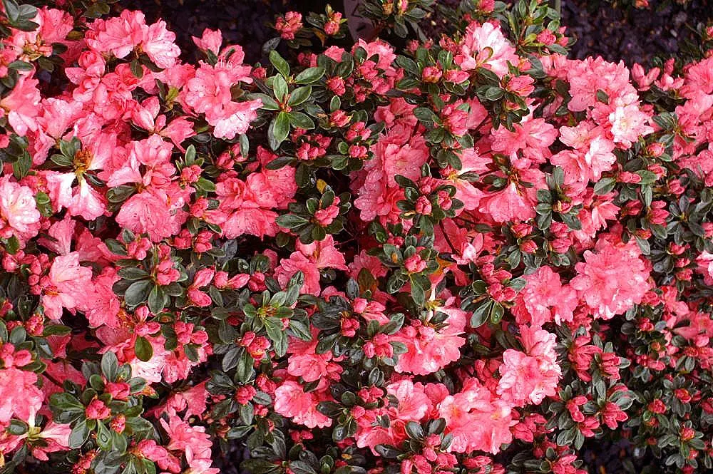 Blaauw's Pink Azalea (Azalea 'Blaauw's Pink') — turning to delightful bronze tones as the autumn chill sets in.<br><br>Adaptable to a variety of soils