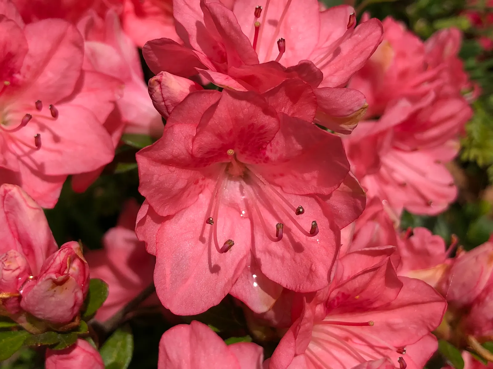 Blaauw's Pink Azalea (Azalea 'Blaauw's Pink') — or as a standalone specimen.<br><br>Boasting an abundance of salmon-pink blossoms