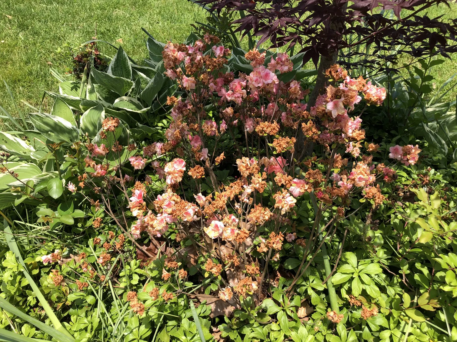 Blaauw's Pink Azalea (Azalea 'Blaauw's Pink') — it requires minimal pruning to maintain shape and encourage next season's flowers