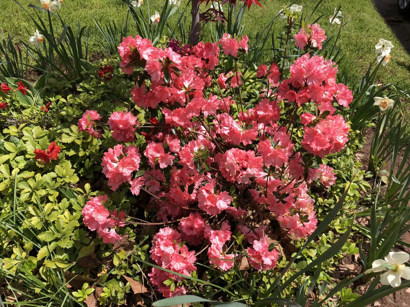 Blaauw's Pink Azalea (Azalea 'Blaauw's Pink') — The dark-green foliage presents a luscious backdrop