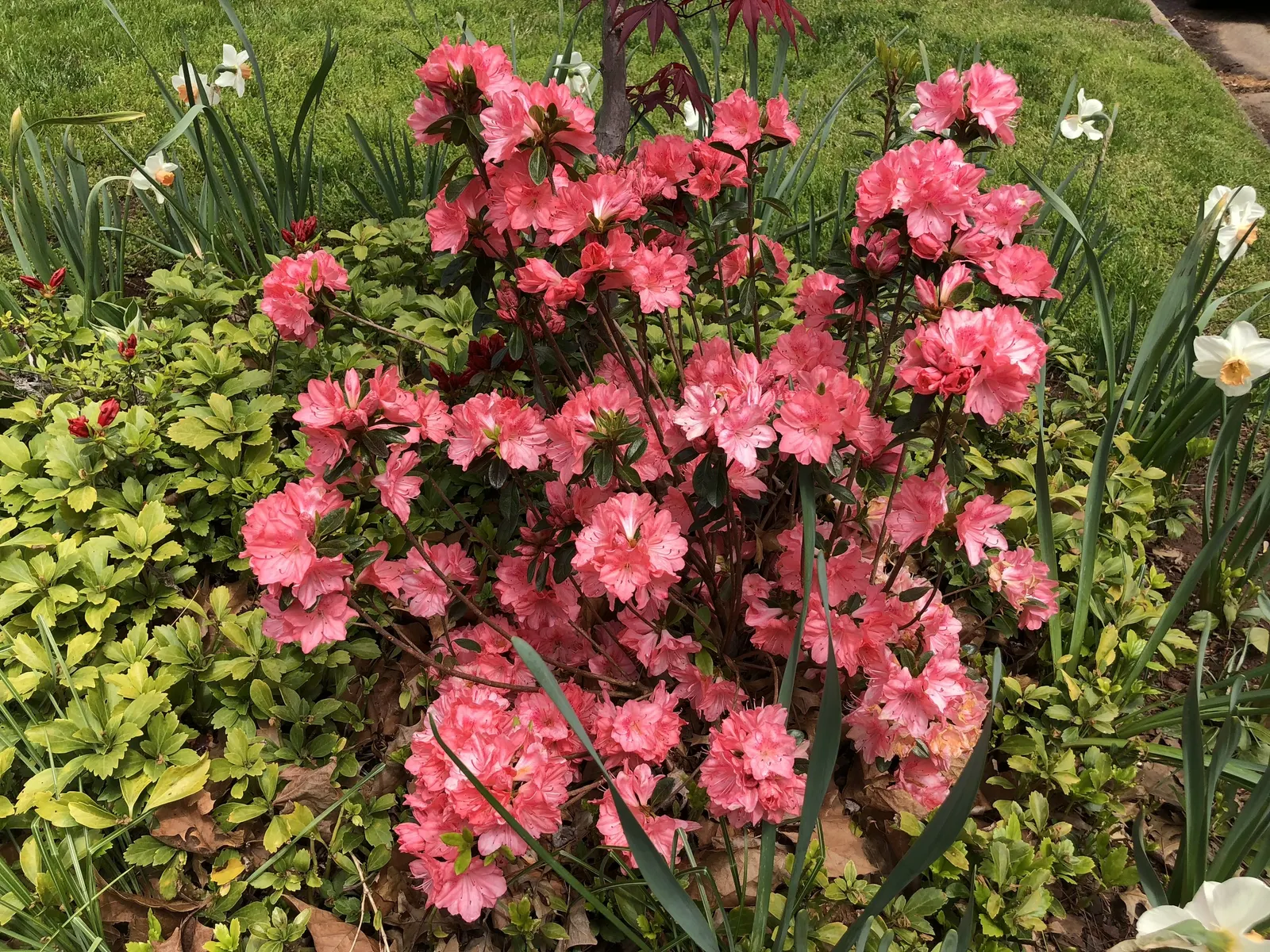 Blaauw's Pink Azalea (Azalea 'Blaauw's Pink') — Cold-hardy and relatively low-maintenance