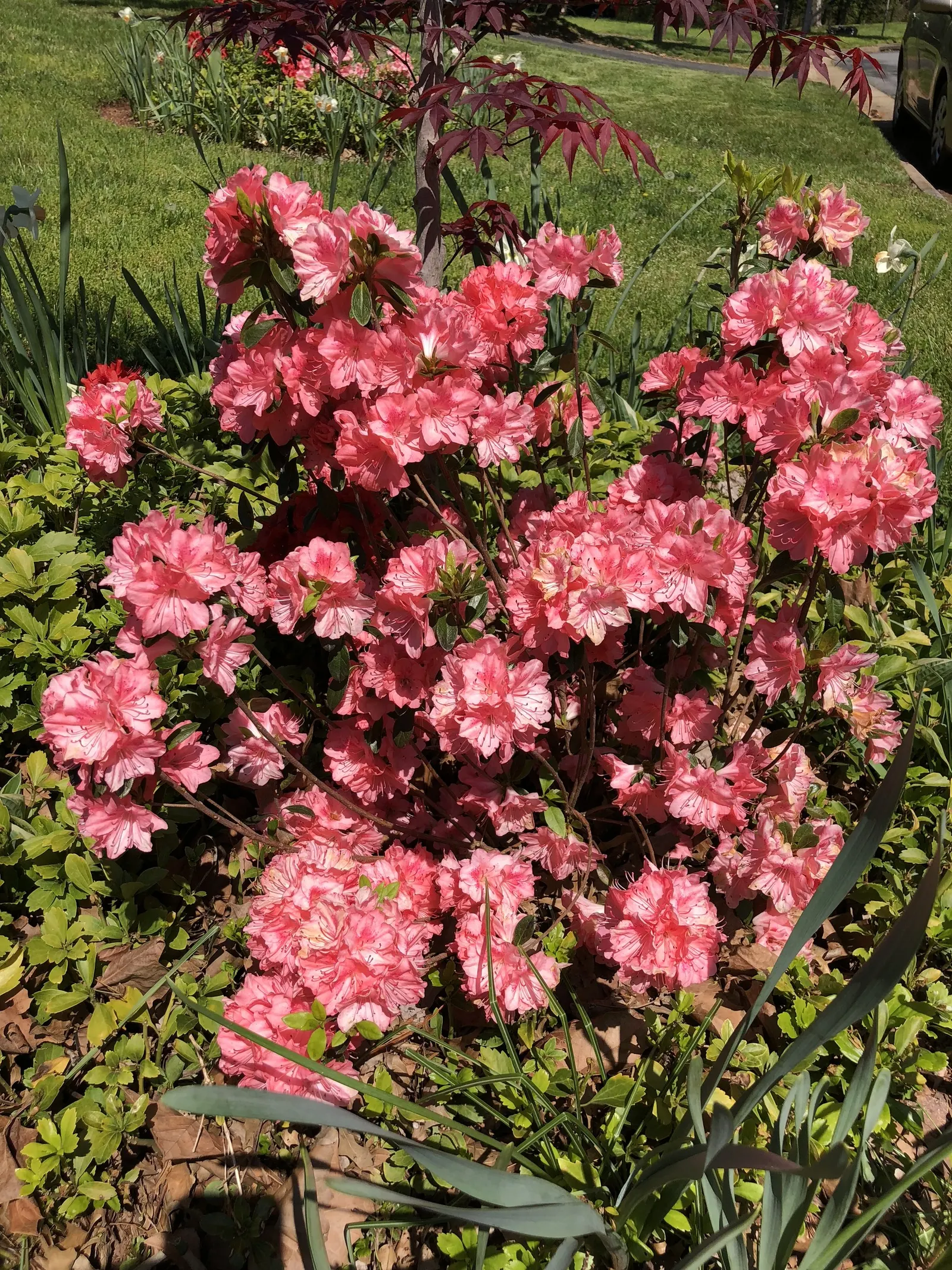 Blaauw's Pink Azalea (Azalea 'Blaauw's Pink') — making it a superb choice for borders or accent planting