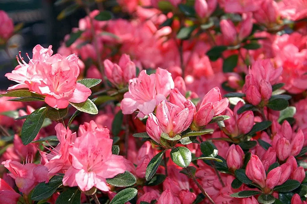 Blaauw's Pink Azalea (Azalea 'Blaauw's Pink') — The funnel-shaped blooms make their grand appearance in mid-spring