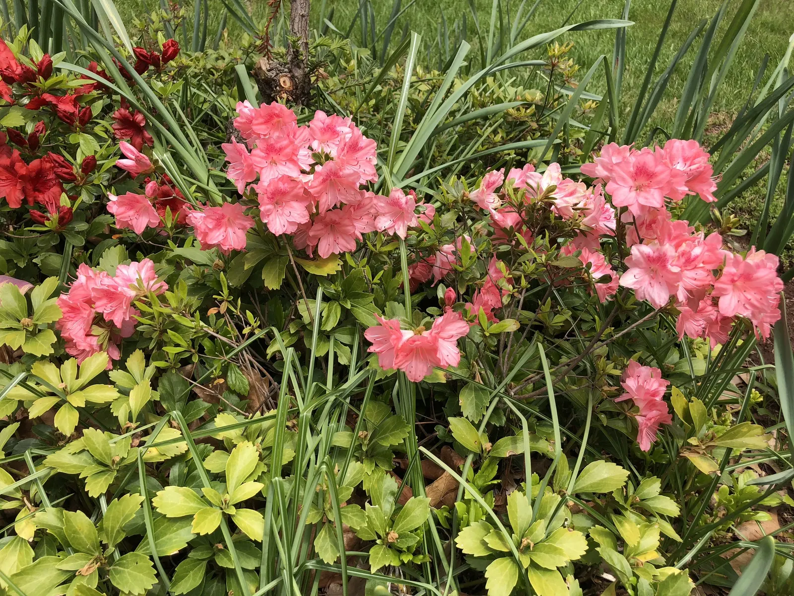 Blaauw's Pink Azalea (Azalea 'Blaauw's Pink') — Preferring partial shade, it thrives in acidic, well-drained soil
