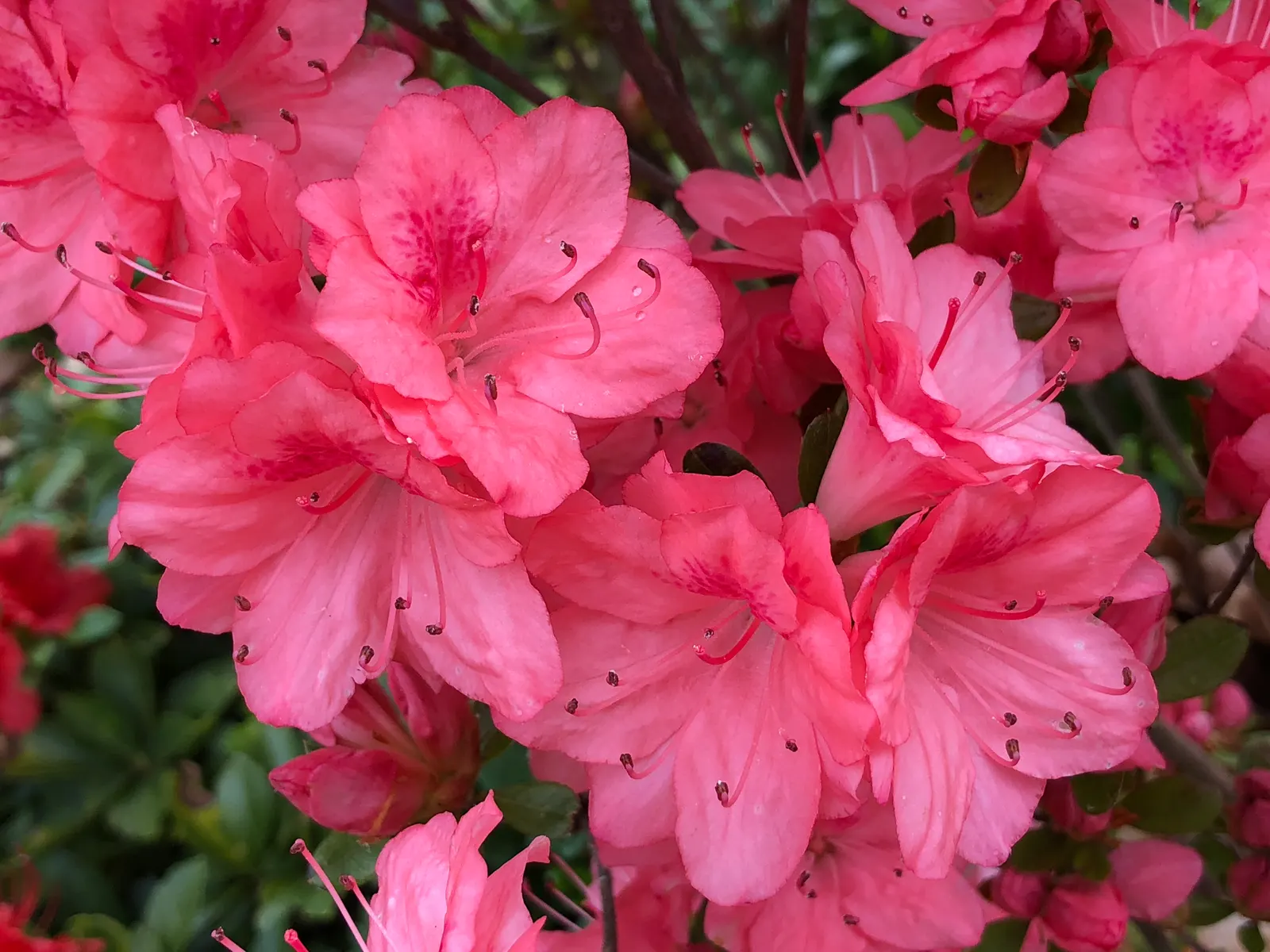 Blaauw's Pink Azalea (Azalea 'Blaauw's Pink') — each flower measures an impressive 1.5 to 2 inches across