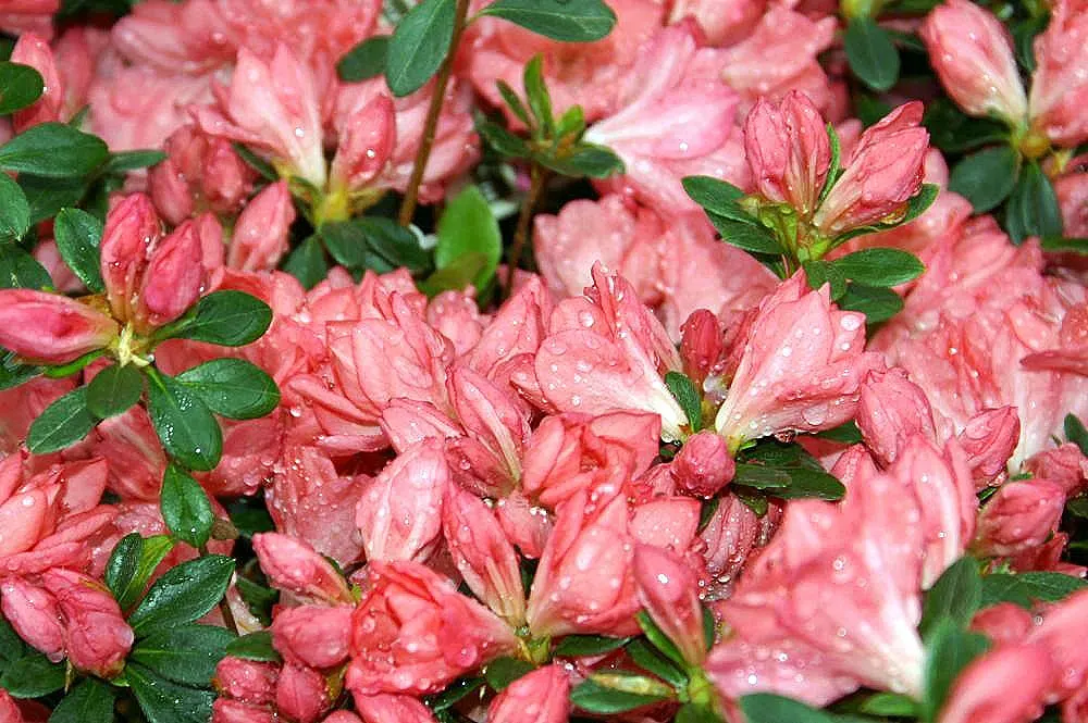Blaauw's Pink Azalea (Azalea 'Blaauw's Pink') — with a strikingly deeper pink blotch