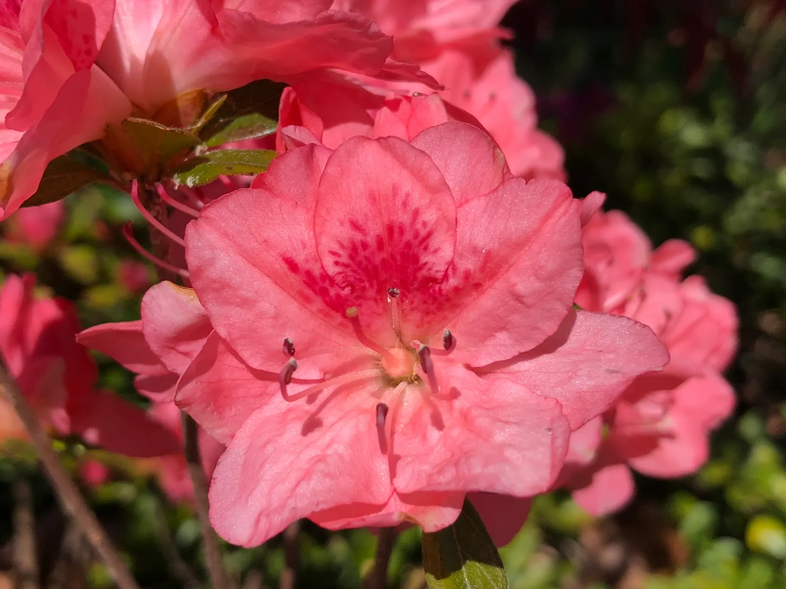 Blaauw's Pink Azalea (Azalea 'Blaauw's Pink') — offering a feast for the eyes and attracting pollinators such as butterflies and hummingbirds