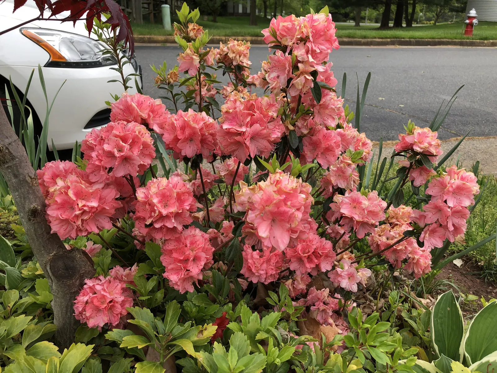 Blaauw's Pink Azalea (Azalea 'Blaauw's Pink') — The Azalea 'Blaauw's Pink,' a stunning member of the Rhododendron family