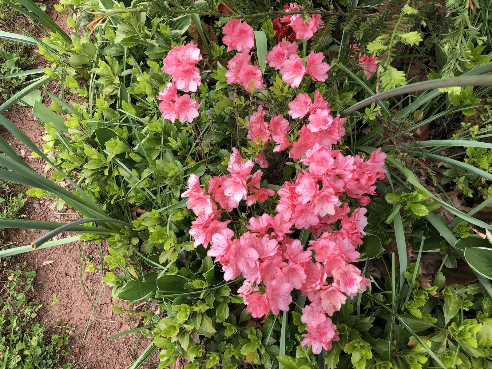 Blaauw's Pink Azalea (Azalea 'Blaauw's Pink') — turning any client's garden into an enchanting retreat