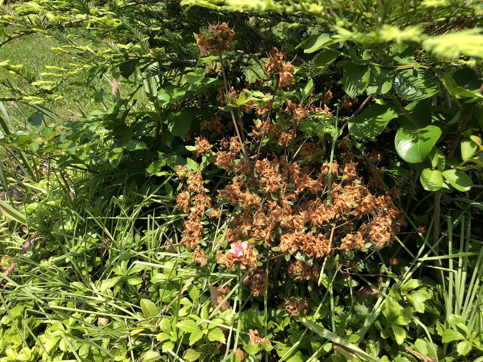 Blaauw's Pink Azalea (Azalea 'Blaauw's Pink') — adds a vibrant splash of color to any landscape