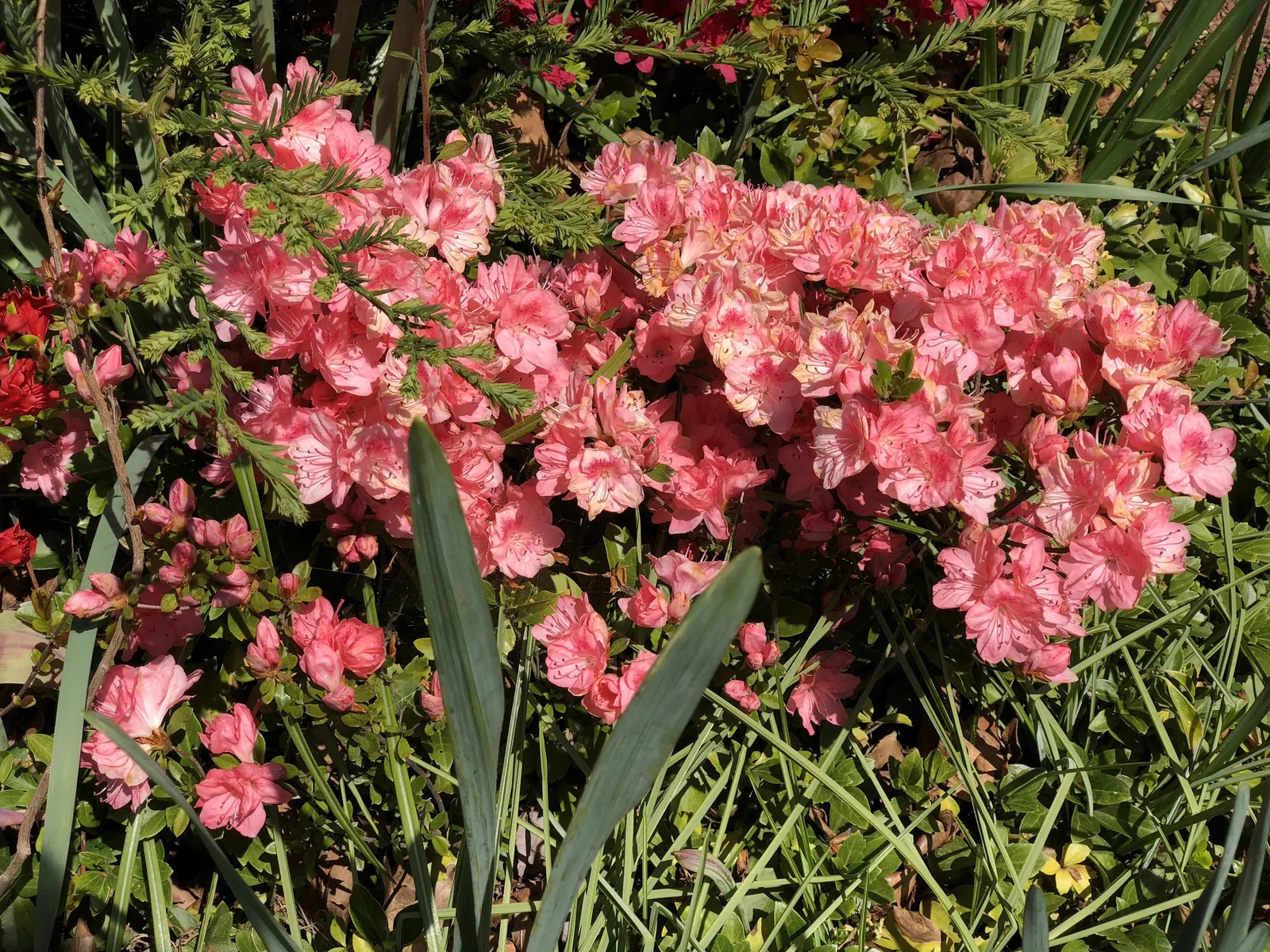 Blaauw's Pink Azalea (Azalea 'Blaauw's Pink') — 'Blaauw's Pink' Azaleas prefer acidic conditions with consistent moisture