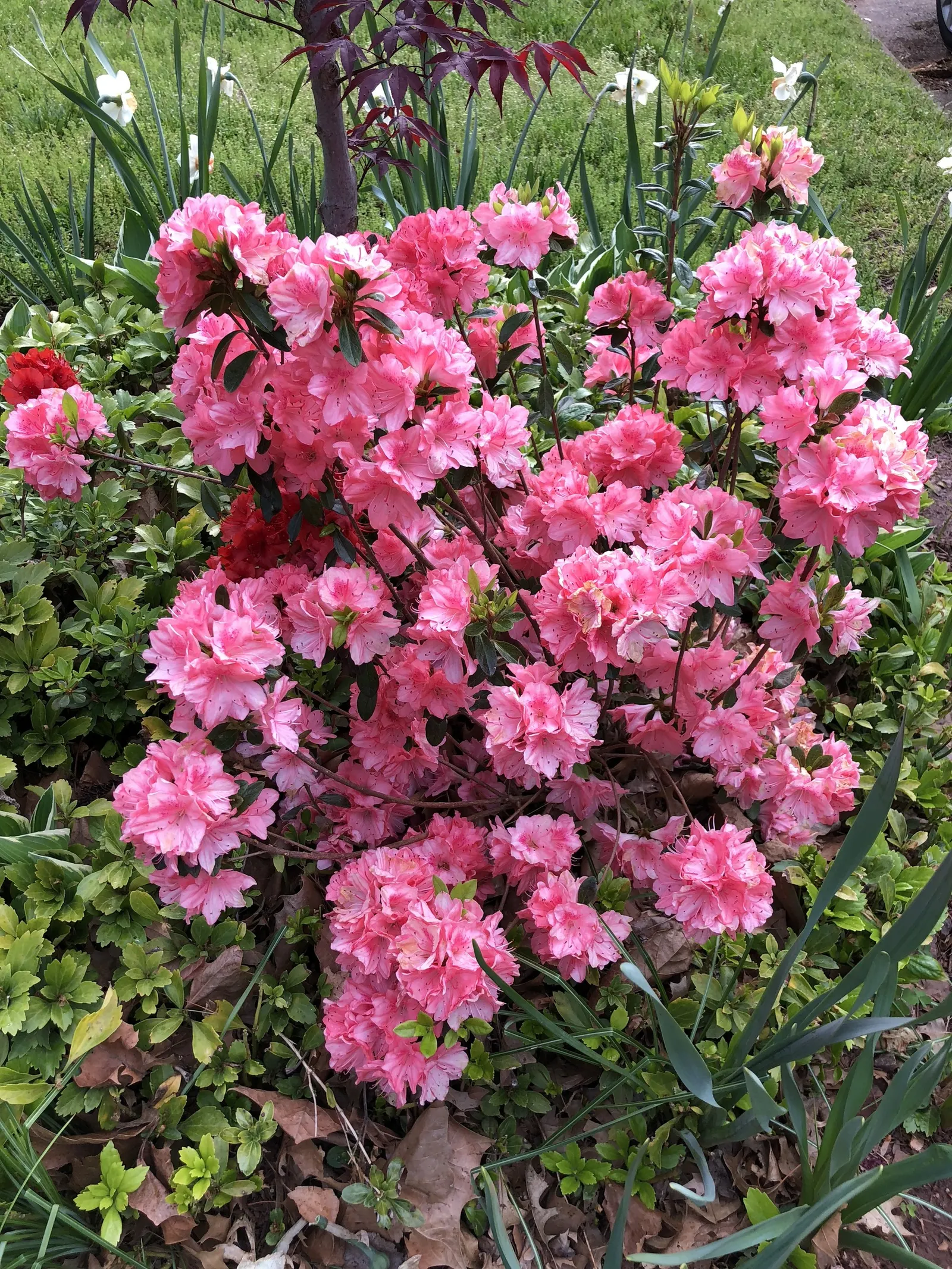 Blaauw's Pink Azalea (Azalea 'Blaauw's Pink') — pink flowers in the garden