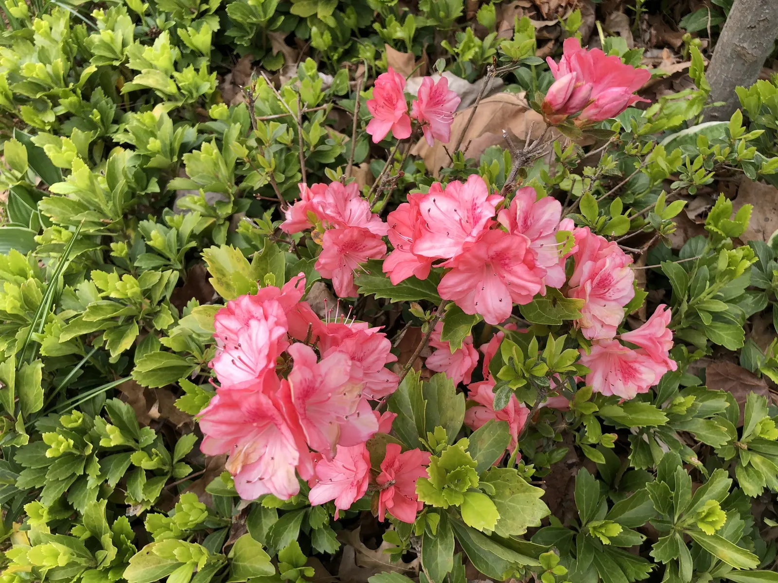 Blaauw's Pink Azalea (Azalea 'Blaauw's Pink') — Protection from harsh afternoon sun is advisable