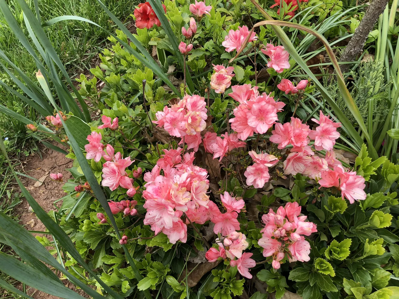 Blaauw's Pink Azalea (Azalea 'Blaauw's Pink') — They thrive in USDA hardiness zones 5 through 8