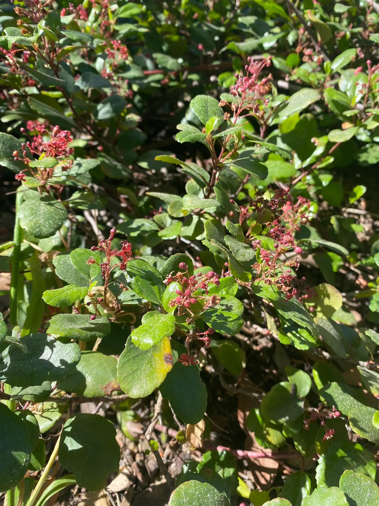 Catalina Evergreen Currant (Ribes Viburnifolium) — The versatile Catalina Evergreen Currant can serve as an excellent groundcover