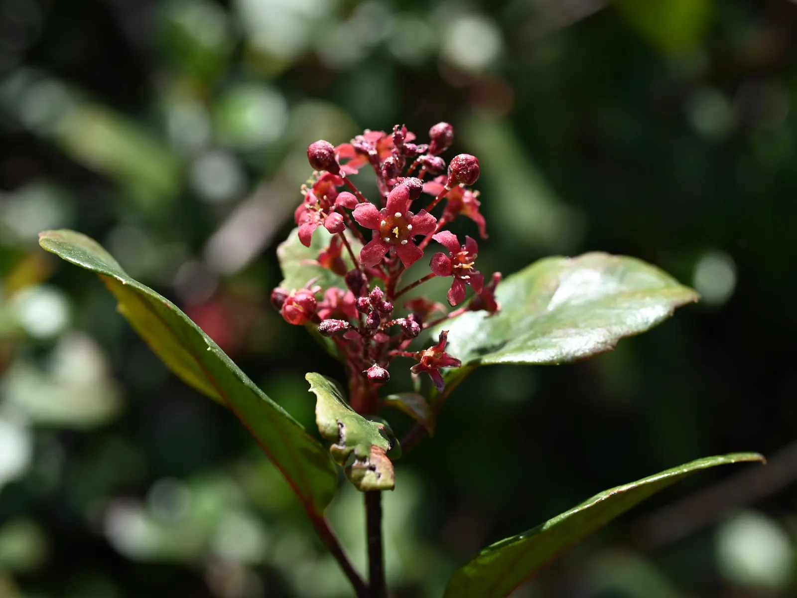 Catalina Evergreen Currant (Ribes Viburnifolium) — pink flowers in the garden