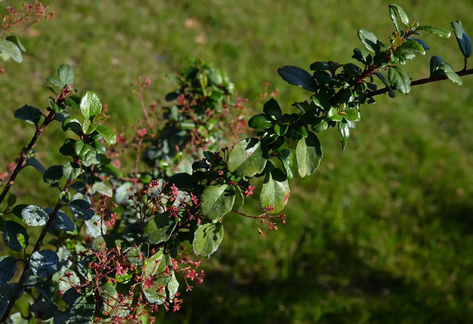 Catalina Evergreen Currant (Ribes Viburnifolium) — Its sturdy stems are adorned with glossy