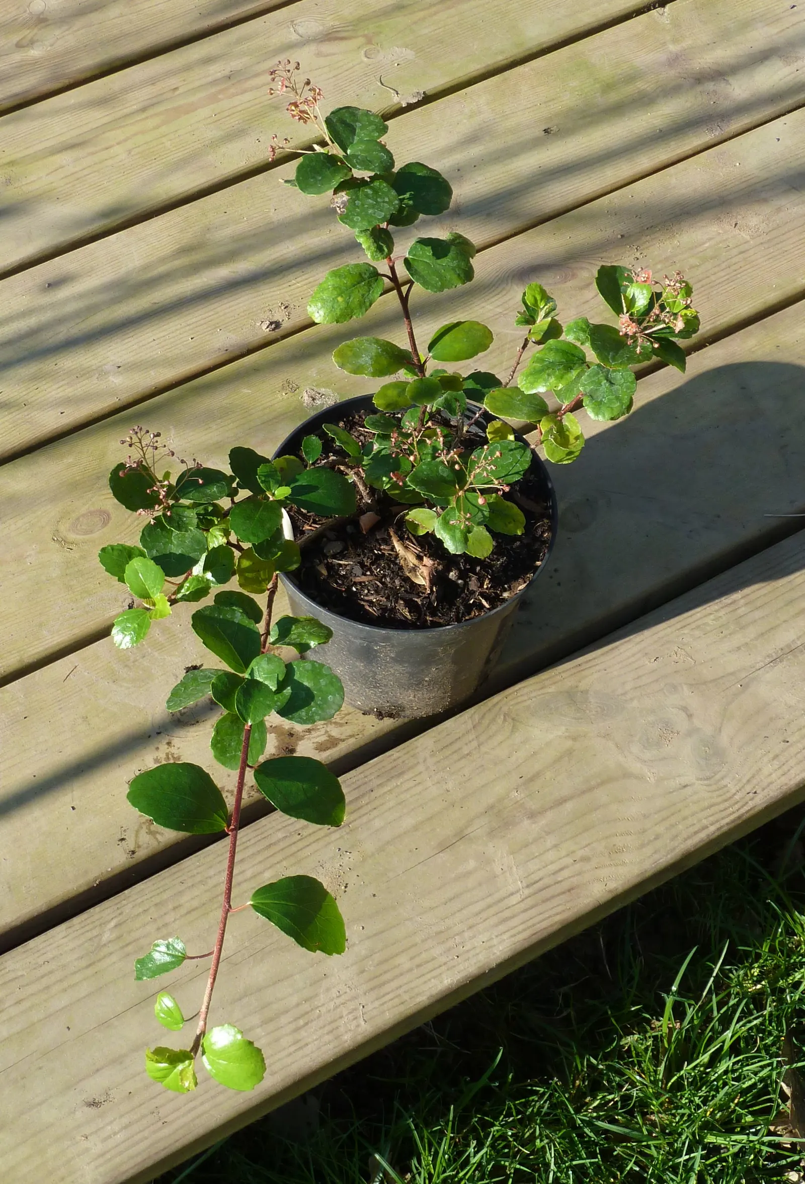 Catalina Evergreen Currant (Ribes Viburnifolium) — attracting birds and beneficial insects