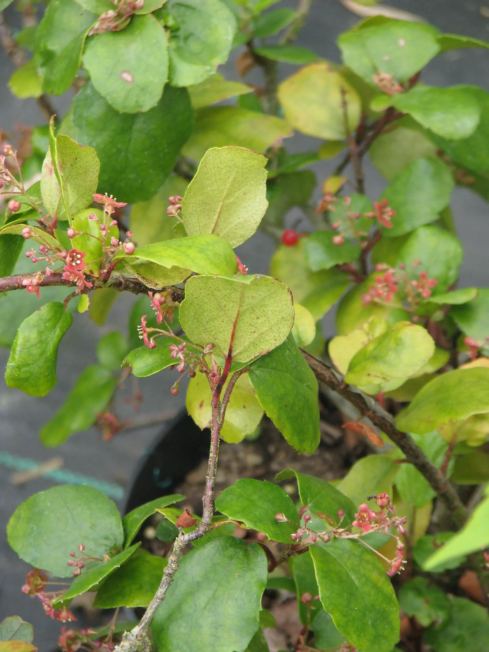 Catalina Evergreen Currant (Ribes Viburnifolium) — leathery leaves that are oval-shaped and emit a distinctive aromatic fragrance when crushed