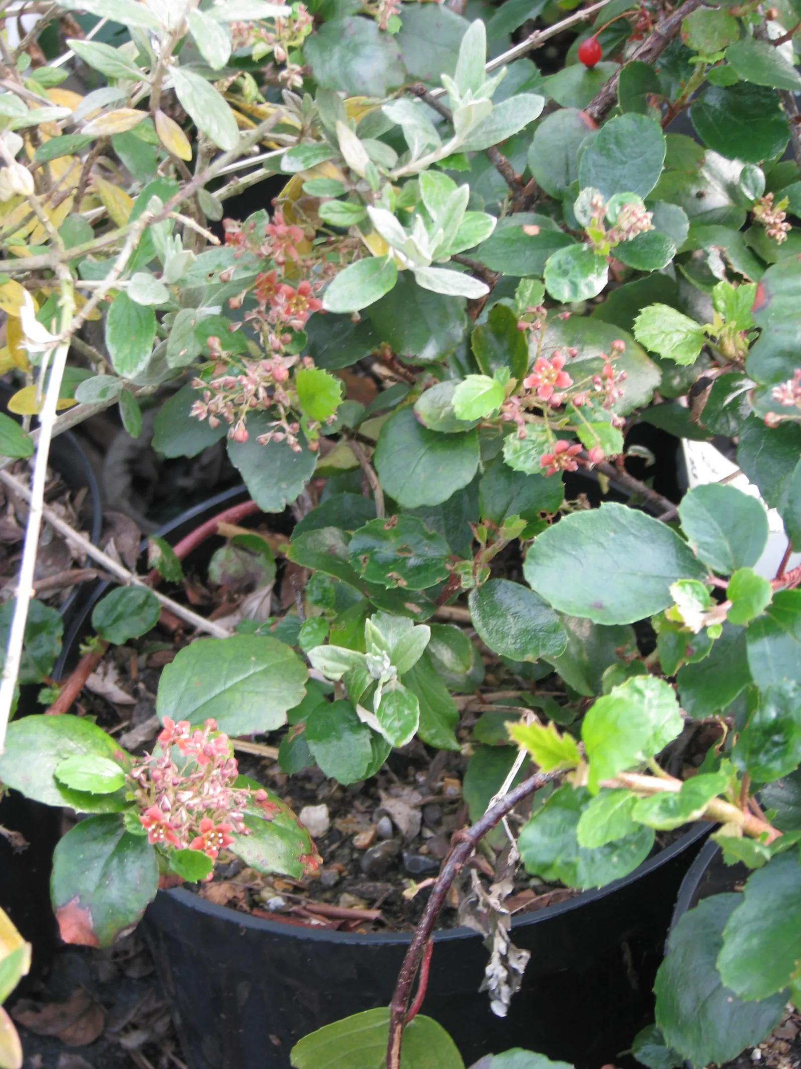Catalina Evergreen Currant (Ribes Viburnifolium) — maroon to deep red flowers