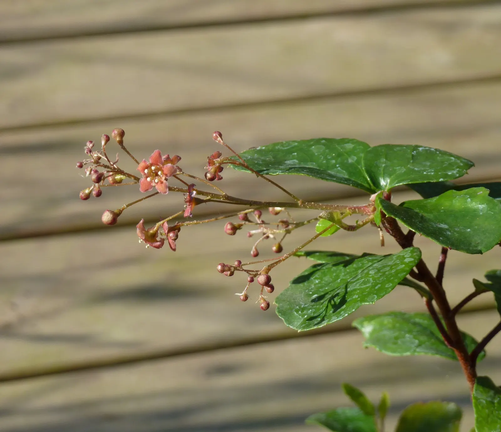 Catalina Evergreen Currant (Ribes Viburnifolium) — Ideal for low-water landscapes